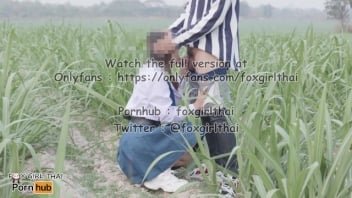 观看泰国色情视频欺骗农村学生进入甘蔗种植园。
